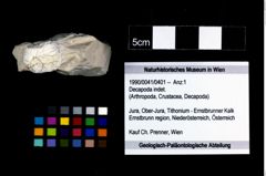 Foto (Objekt + Etikett) von Decapoda indet.  (NHMW-GEO-1990-0041-0401)